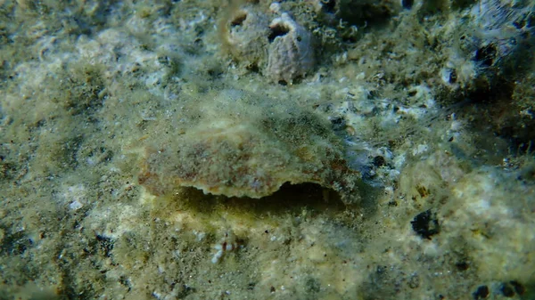 Shell of bivalve mollusk edible oyster (Ostrea sp.) underwater, Aegean Sea, Greece, Halkidiki