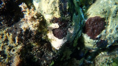 Bryozoa veya yosun hayvanı Reptadeonella sualtı, Ege Denizi, Yunanistan, Halkidiki