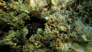 Bryozoa veya yosun hayvanı Reptadeonella sualtı, Ege Denizi, Yunanistan, Halkidiki