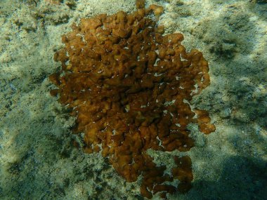 Tavuk ciğer süngeri veya Karayip Tavuk-ciğer süngeri (Chondrilla nucula) deniz altı, Ege Denizi, Yunanistan, Halkidiki
