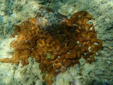 Tavuk ciğer süngeri veya Karayip Tavuk-ciğer süngeri (Chondrilla nucula) deniz altı, Ege Denizi, Yunanistan, Halkidiki
