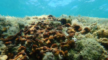 Tavuk ciğer süngeri veya Karayip Tavuk-ciğer süngeri (Chondrilla nucula) deniz altı, Ege Denizi, Yunanistan, Halkidiki