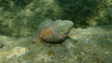Trunculus murex, bant murex, bant boyalı murex (Hexaplex trunculus) deniz altı, Ege Denizi, Yunanistan, Halkidiki