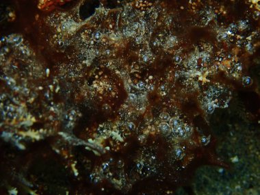 Eskiden mavi-yeşil algler (siyanophyta) olarak adlandırılan deniz altı, Ege Denizi, Yunanistan, Halkidiki