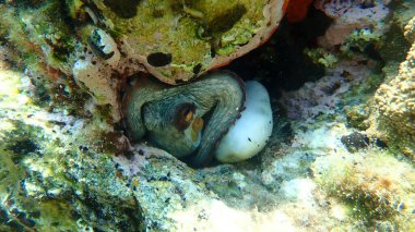 Ortak ahtapot (Octopus vulgaris) denizaltı, Ege Denizi, Yunanistan, Halkidiki