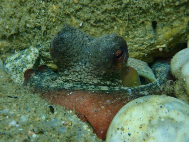 Ortak ahtapot (Octopus vulgaris) yakın çekim sualtı, Ege Denizi, Yunanistan, Halkidiki