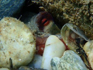 Ortak ahtapot (Octopus vulgaris) yakın çekim sualtı, Ege Denizi, Yunanistan, Halkidiki