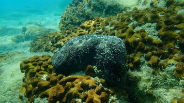 Siyah deri sünger (Sarcotragus spinosulus) deniz altı, Ege Denizi, Yunanistan, Halkidiki