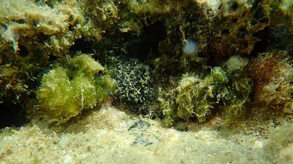 Siyah deri sünger (Sarcotragus spinosulus) deniz altı, Ege Denizi, Yunanistan, Halkidiki