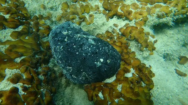 Esponja Couro Preto Sarcotragus Spinosulus Submarino Mar Egeu Grécia Halkidiki Fotografia De Stock