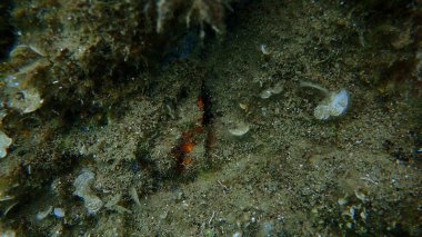 Bivalf yumuşakça Nuh 'un gemisi veya Nuh' un gemisi, Nuh 'un kemeri (Arca noae) deniz altı, Ege Denizi, Yunanistan, Halkidiki