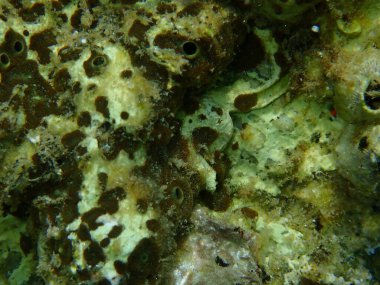 Kahverengi sıkıcı sünger (Cliona schmidtii) aşırı yakın çekim sualtı, Ege Denizi, Yunanistan, Halkidiki