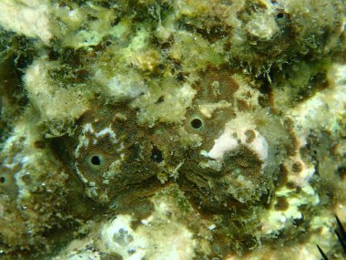 Kahverengi sıkıcı sünger (Cliona schmidtii) aşırı yakın çekim sualtı, Ege Denizi, Yunanistan, Halkidiki