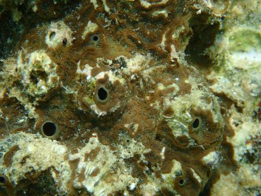 Kahverengi sıkıcı sünger (Cliona schmidtii) aşırı yakın çekim sualtı, Ege Denizi, Yunanistan, Halkidiki