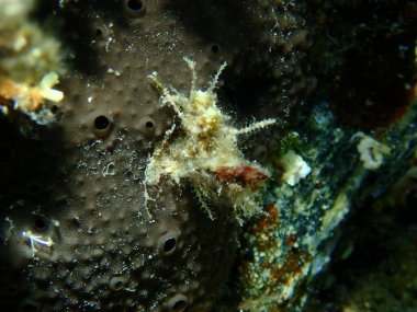 Siyah deri sünger (Sarcotragus spinosulus) aşırı yakın çekim sualtı, Ege Denizi, Yunanistan, Halkidiki