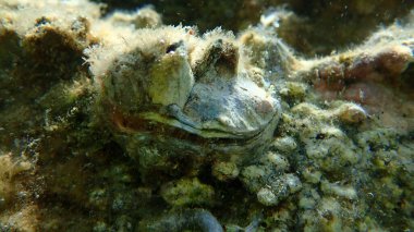 Dev istiridye veya Pasifik istiridyesi, göçmen istiridyesi (Magallana gigas) deniz altı, Ege Denizi, Yunanistan, Halkidiki