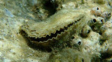 Dev istiridye veya Pasifik istiridyesi, göçmen istiridyesi (Magallana gigas) deniz altı, Ege Denizi, Yunanistan, Halkidiki