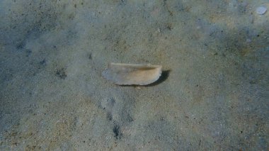 Nuh 'un gemisi ya da Nuh' un gemisi, Nuh 'un kemeri (Arca noae) deniz altı, Ege Denizi, Yunanistan, Halkidiki