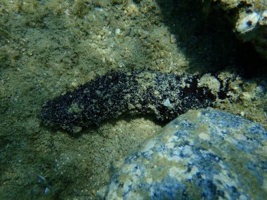 Karadeniz salatalığı (Holothuria forskali) denizaltı, Ege Denizi, Yunanistan, Halkidiki