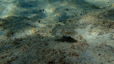 Denizaltı, Ege Denizi, Yunanistan, Halkidiki