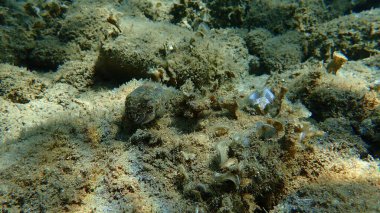 Denizaltı, Ege Denizi, Yunanistan, Halkidiki