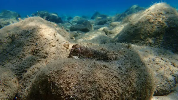 Denizaltı, Ege Denizi, Yunanistan, Halkidiki