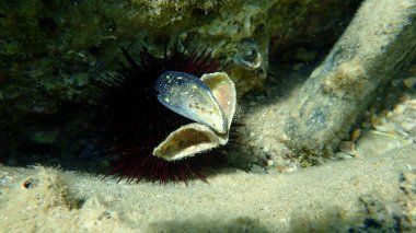 Çift valflı yumuşakça mavisi midye (Mytilus edulis) deniz altı, Ege Denizi, Yunanistan, Halkidiki