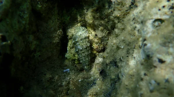 Sea snail Common cerith or European cerith (Cerithium vulgatum) undersea, Aegean Sea, Greece, Halkidiki
