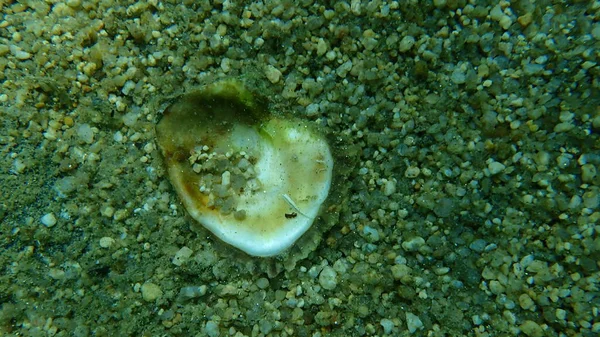 Giant oyster or Pacific oyster, immigrant oyster (Magallana gigas) shell undersea, Aegean Sea, Greece, Halkidiki