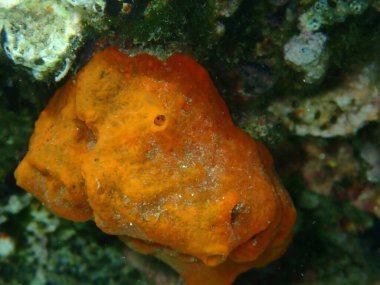 Turuncu kaplama sünger Haliclona (Halichoclona) fulva yakın çekim sualtı, Ege Denizi, Yunanistan, Halkidiki