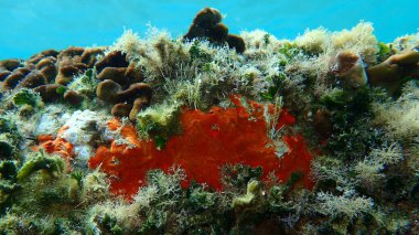 Kırmızı kabuklu sünger veya portakal kırmızısı kaplama süngeri (Crambe crambe crambe) deniz altı, Ege Denizi, Yunanistan, Halkidiki