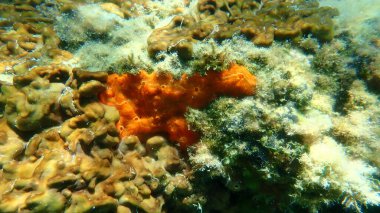 Kırmızı kabuklu sünger veya portakal kırmızısı kaplama süngeri (Crambe crambe crambe) deniz altı, Ege Denizi, Yunanistan, Halkidiki