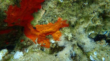 Kırmızı kabuklu sünger veya portakal kırmızısı kaplama süngeri (Crambe crambe crambe) deniz altı, Ege Denizi, Yunanistan, Halkidiki