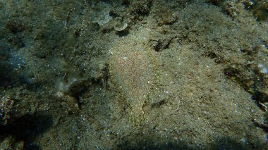 Geniş gözlü dil balığı (Bothus podas) denizaltı, Ege Denizi, Yunanistan, Halkidiki