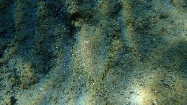 Geniş gözlü dil balığı (Bothus podas) denizaltı, Ege Denizi, Yunanistan, Halkidiki