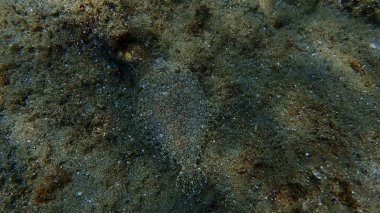 Geniş gözlü dil balığı (Bothus podas) denizaltı, Ege Denizi, Yunanistan, Halkidiki