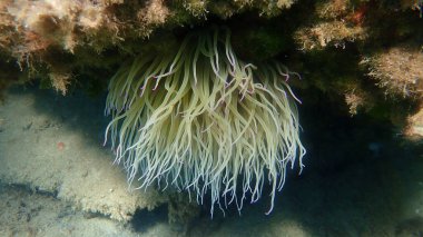 Snakelocks anemonu (Anemonia viridis) deniz altı, Ege Denizi, Yunanistan, Halkidiki