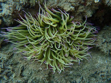 Snakelocks anemonu (Anemonia viridis) deniz altı, Ege Denizi, Yunanistan, Halkidiki