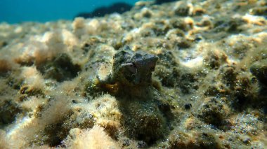 Deniz salyangozu Tarentine salyangozu (Tarantinaea lignaria) su altında, Ege Denizi, Yunanistan, Halkidiki