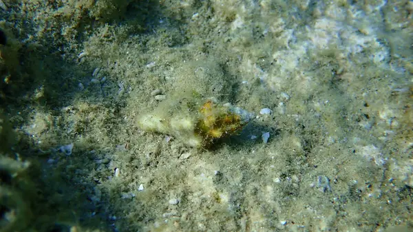 Deniz salyangozu Tarentine salyangozu (Tarantinaea lignaria) su altında, Ege Denizi, Yunanistan, Halkidiki