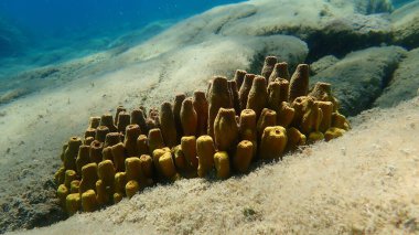 Sarı tüp sünger (Aplysina aerophoba) denizaltı, Ege Denizi, Yunanistan, Halkidiki