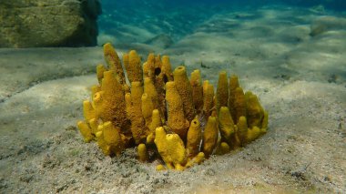 Sarı tüp sünger (Aplysina aerophoba) denizaltı, Ege Denizi, Yunanistan, Halkidiki