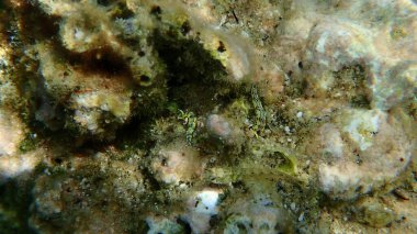 Sacoglossan deniz sümüklüböceği Splendid elysia veya Splendid velvet salyangoz (Thuridilla hope) yakın plan sualtı, Ege Denizi, Yunanistan, Halkidiki