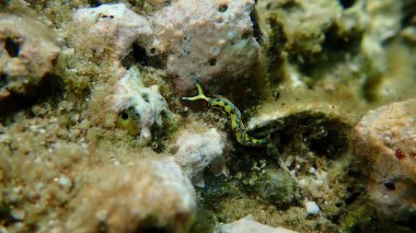 Sacoglossan deniz sümüklüböceği Splendid elysia veya Splendid velvet salyangoz (Thuridilla hope) yakın plan sualtı, Ege Denizi, Yunanistan, Halkidiki