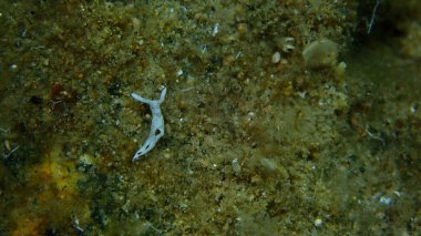 Deniz sümüklüböceği Timid Elysia (Elysia timida) deniz altı, Ege Denizi, Yunanistan, Halkidiki