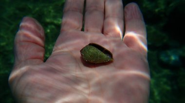 Akdeniz konisi (Conus ventricosus) bir balıkçı yengeci ile Ege Denizi, Yunanistan, Halkidiki