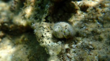 Akdeniz konisi (Conus ventricosus) deniz altı yengeci, Ege Denizi, Yunanistan, Halkidiki