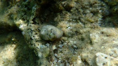 Akdeniz konisi (Conus ventricosus) deniz altı yengeci, Ege Denizi, Yunanistan, Halkidiki
