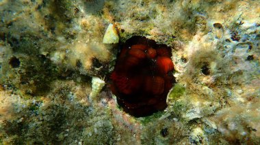 Erik şakayığı, boncuk anemonu veya kızıl deniz şakayığı (Actinia equina) ve serit (Cerithium renovatum) deniz altı kabuğu, Ege Denizi, Yunanistan, Halkidiki