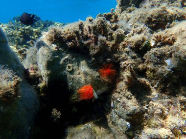 Polychaeta Pürüzsüz tüp solucanı veya kırmızı benekli at nalı (Protula tubularia) deniz altı, Ege Denizi, Yunanistan, Halkidiki